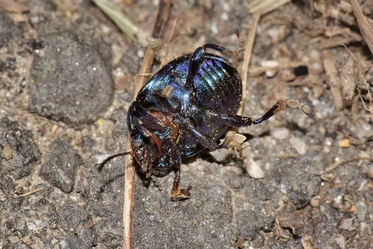 Chrysolina sturmi, Chrysomelidae